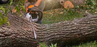 Best Pest Control for Lawns  in Ridgefield, WA
